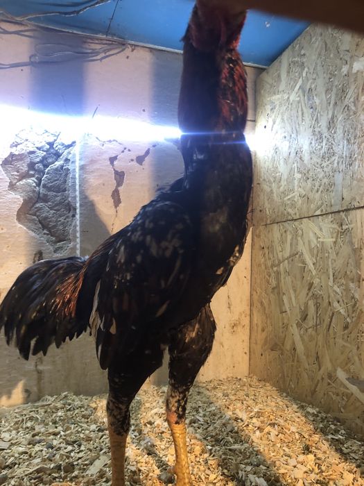 Дакан бойцовый петух