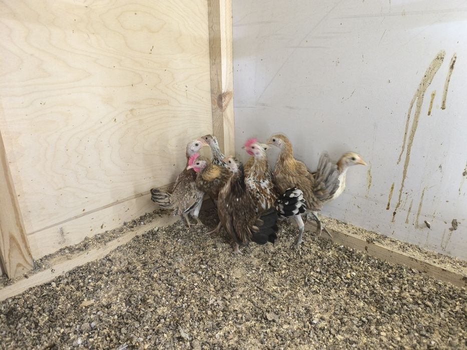 Карликовые цыплята