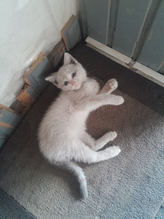 Отдам в хорошие руки