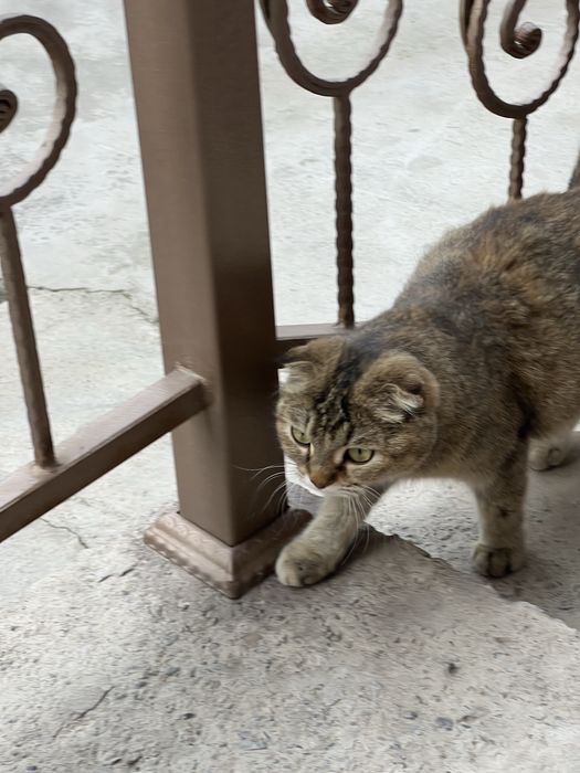 Mushukchalar sotiladi