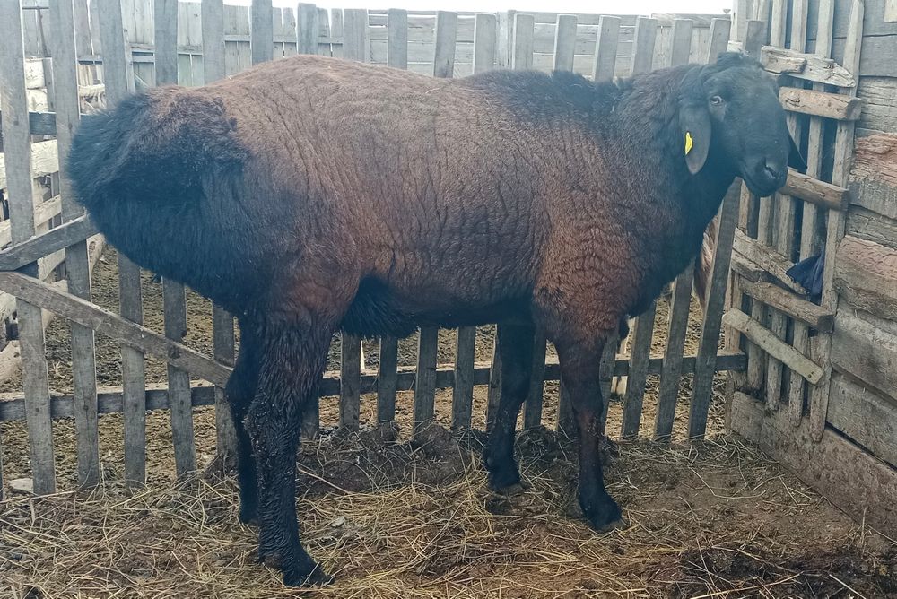 Гиссар баран производитель