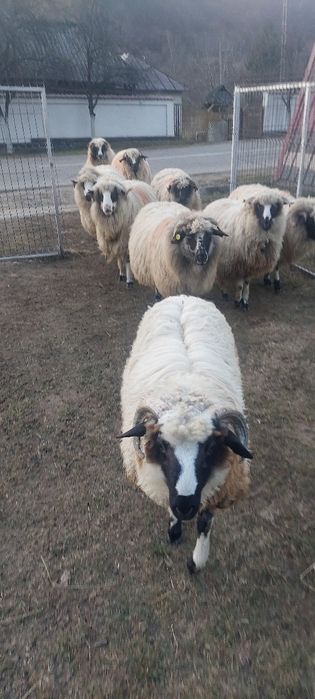 Oi de vânzare .turcane