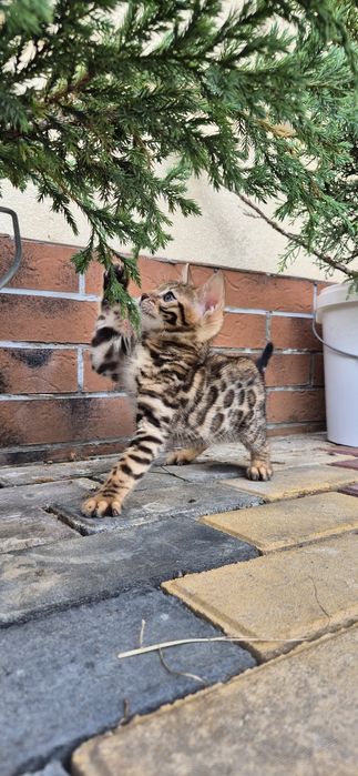 Бенгальские котята