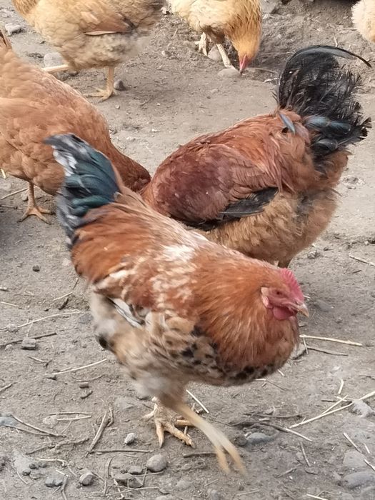 Продам петухов ..