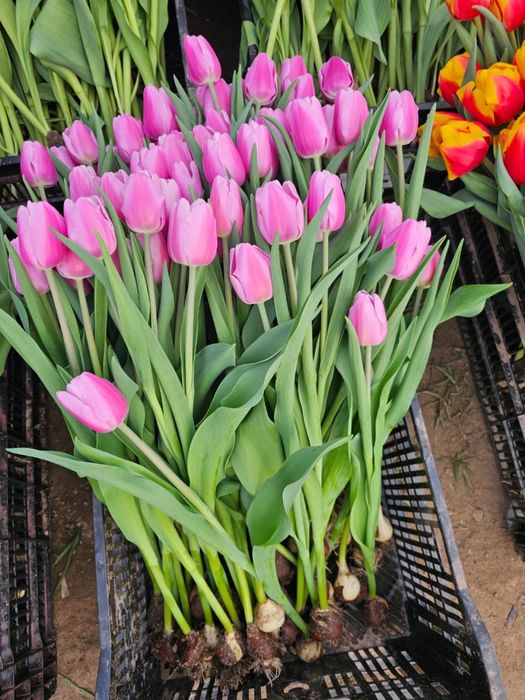 Тюльпаны оптом