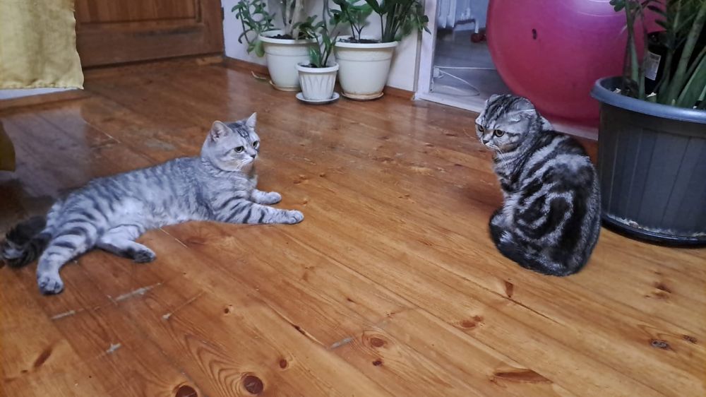 Одинокий кота отдам