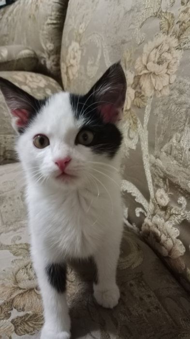 Котенок 7 месяцев