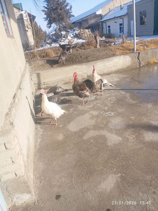 Kurkalar sotiladi 3ta erka 5ta mokiyon