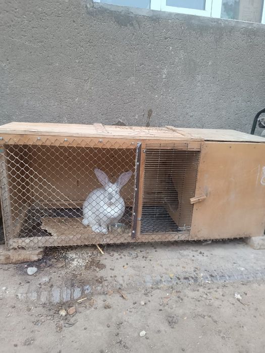 Крольчиха с клеткой