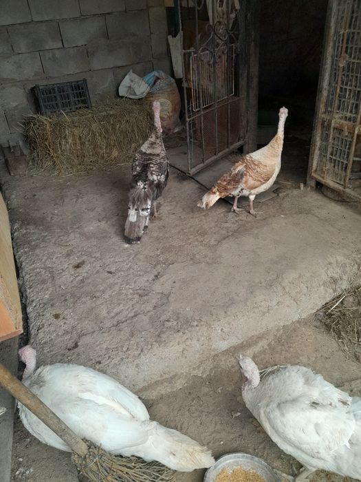 Продам молодых индюков