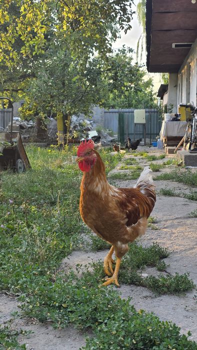 Продам весенних петухов