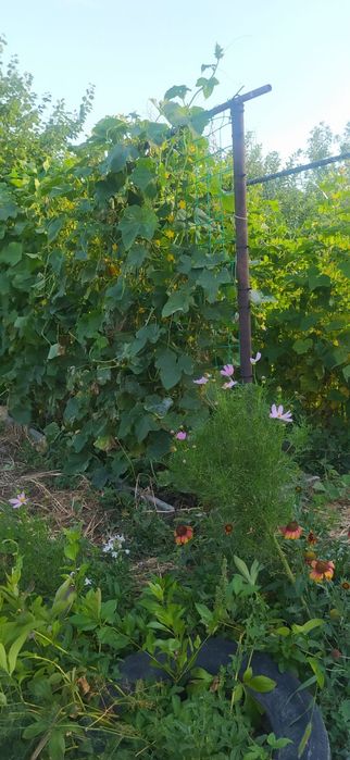 Продажа дачи "Здравница".