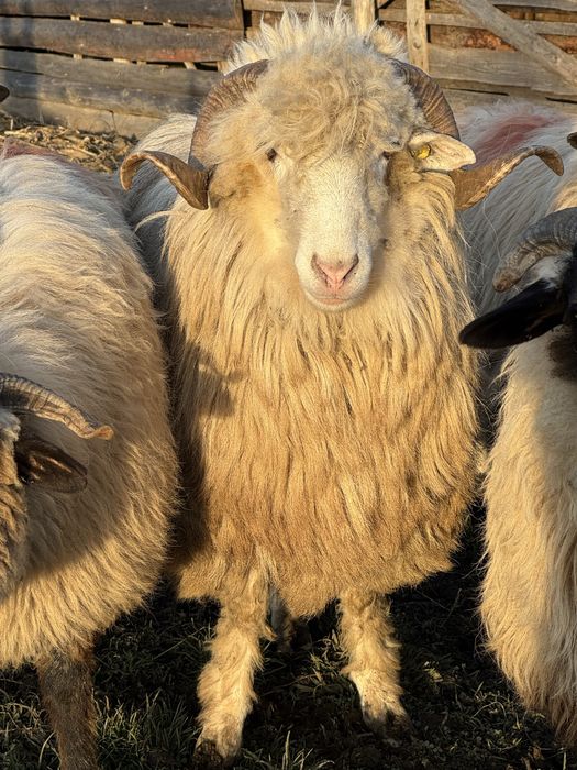 Berbec Bal disponibil