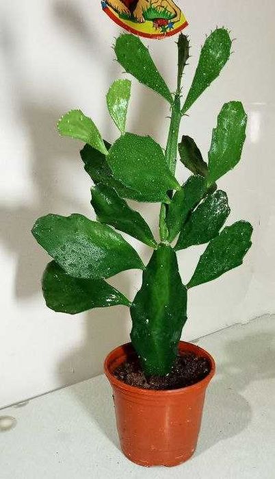 Продам. Бразилиопунция.