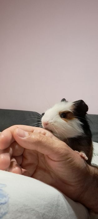 Vind porcusor de guinea