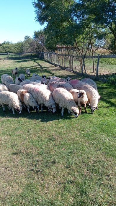 Disponibile 30 de miele