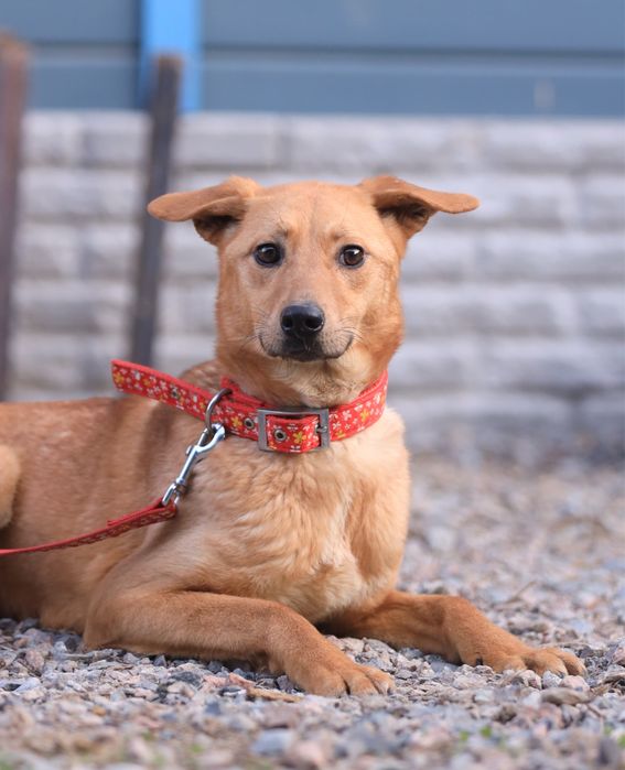 Щенок-девочка Нэна, 10 месяцев