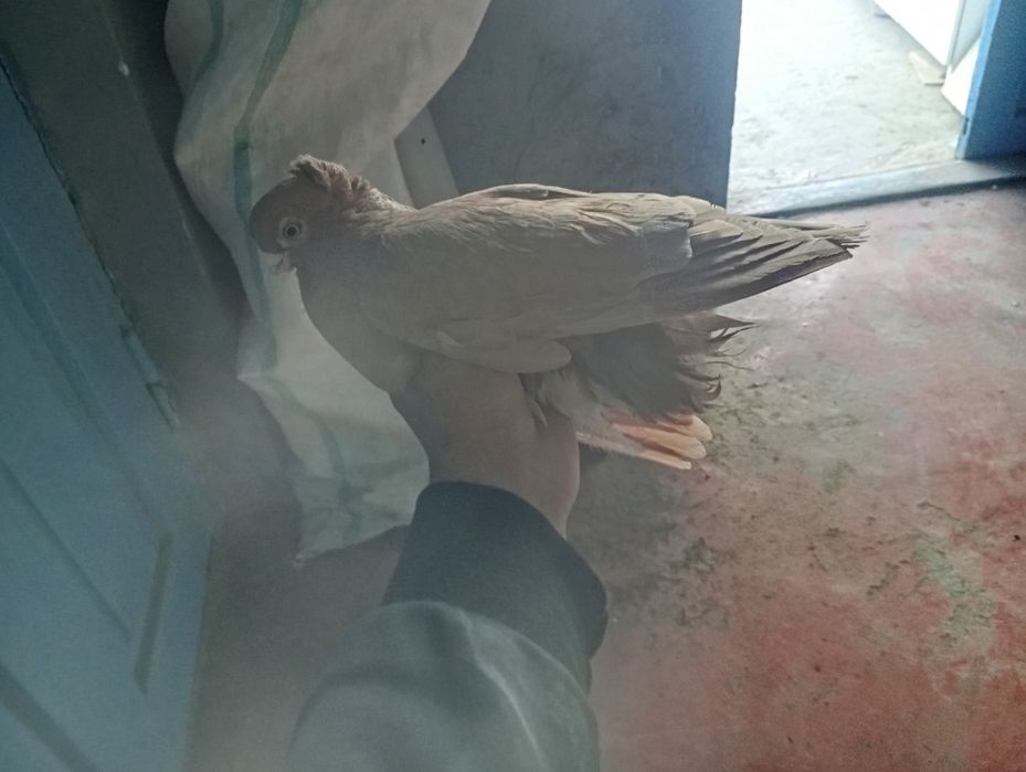 Гулуби кептер сатылады