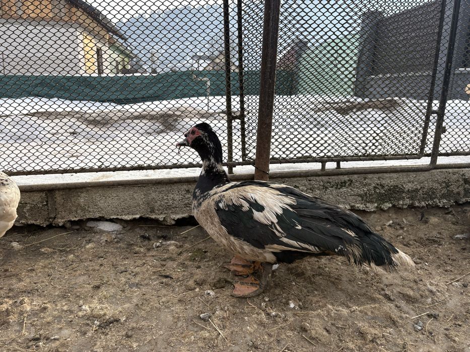 Rățoi leșești  de anul trecut din luna Iunie