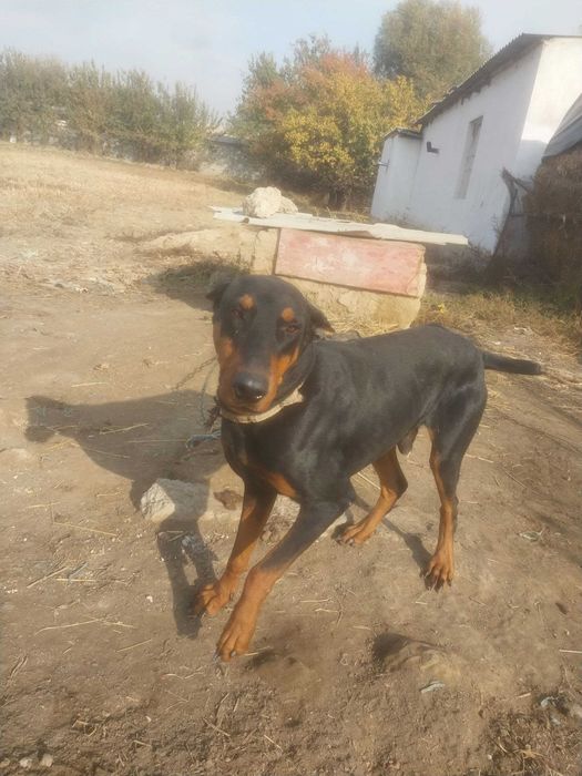 Erkak daberman yoshi 2da