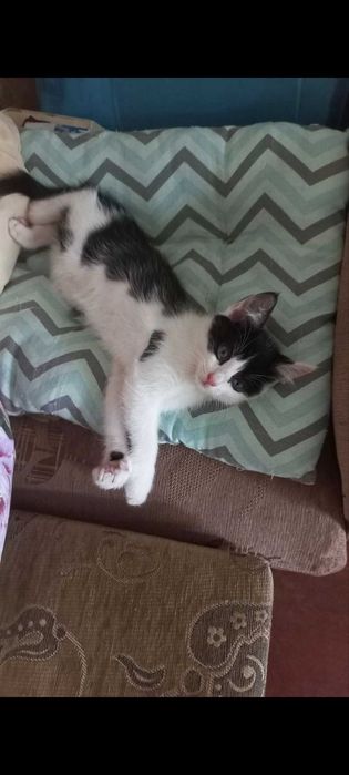 Кошечка домашняя