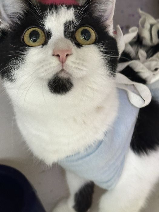 Кошечка Мурзилка ищет дом