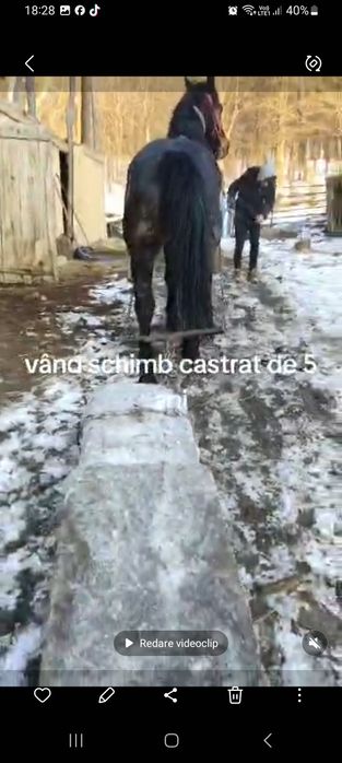 Vând cal sihlea vramcea