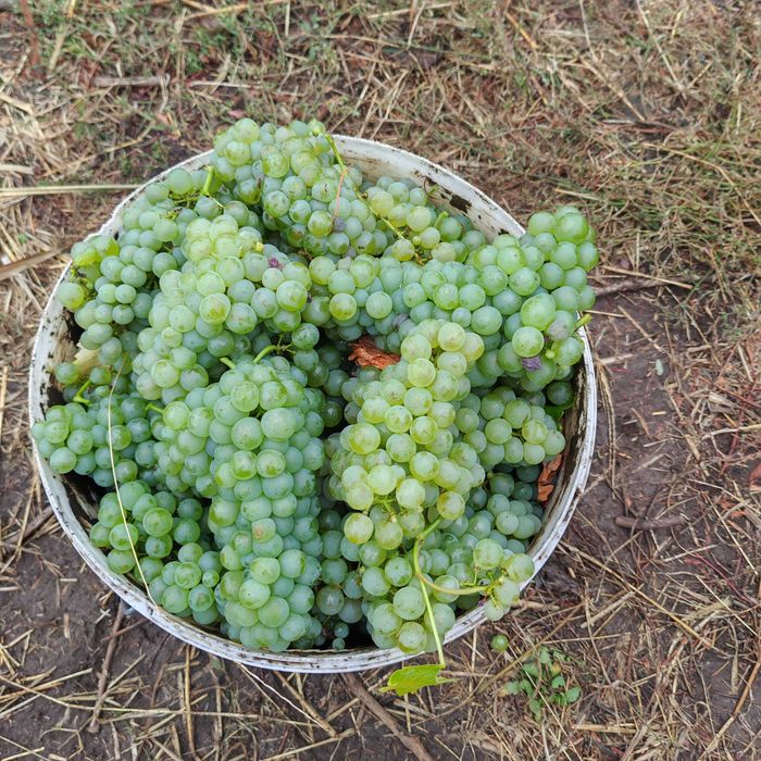 Vând struguri vin altoit la un preț avantajos