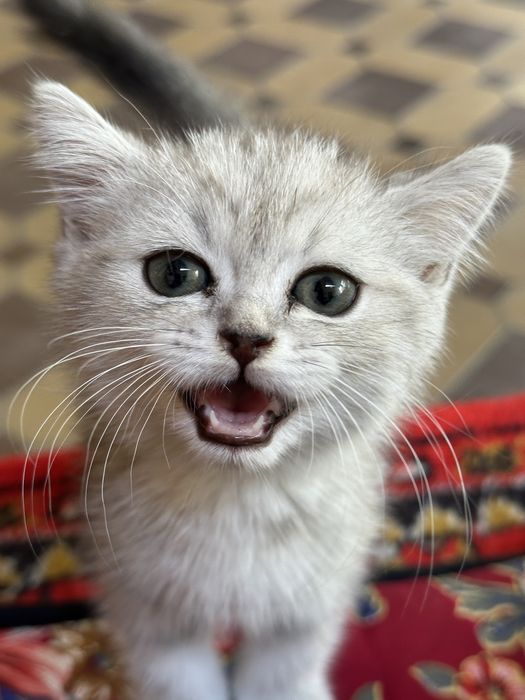 Очаровательный котонек британской шиншиллы, brintanskiy shinshilla