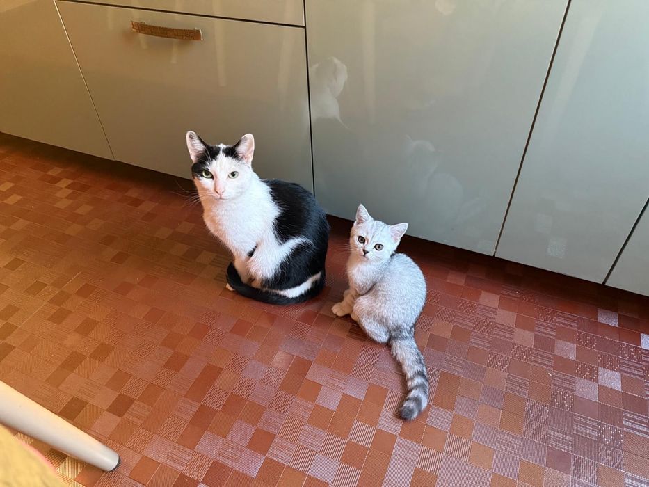 Petsitter/ingrijitor de animale de companie