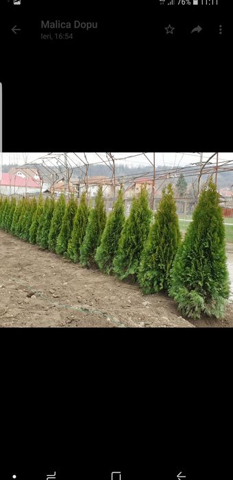 Tuia smaragd de mai multe dimensiuni