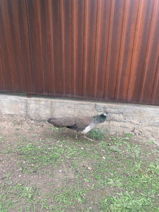 Продам самку павлина