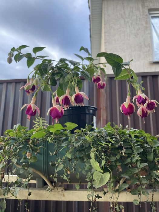 Комнатные растения