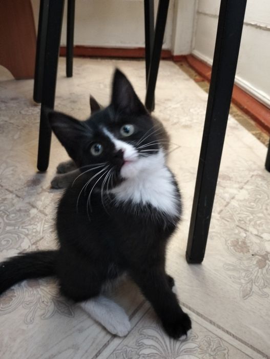 Отдам котят в добрые руки