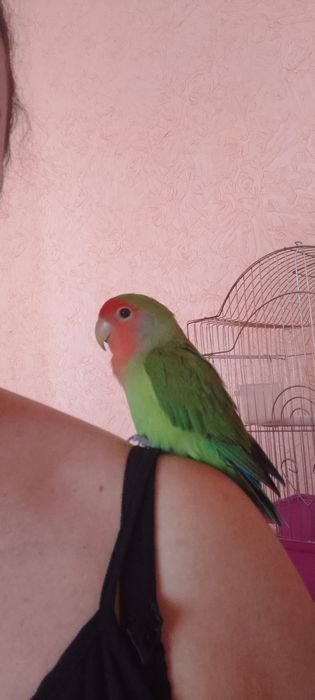 Ручной попугай неразлучник