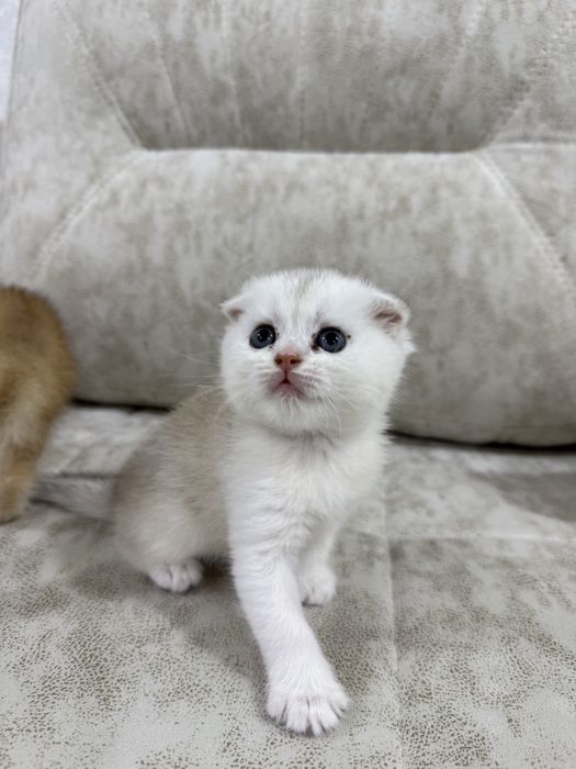 Продаются котята (шиншилла)