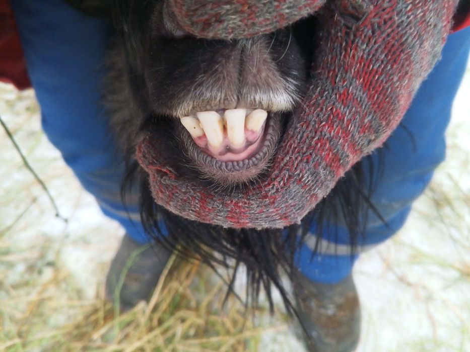 Продам козла Теке сатам