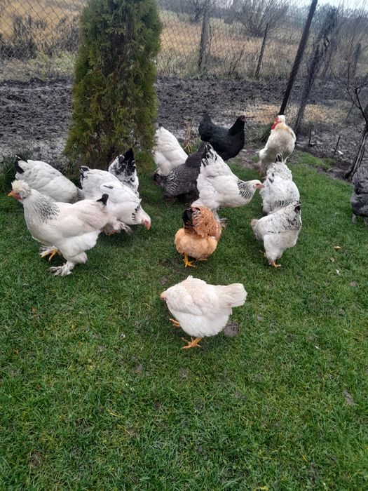 Vînd puici si gaini de anul trecut tot ce se vede este de casa