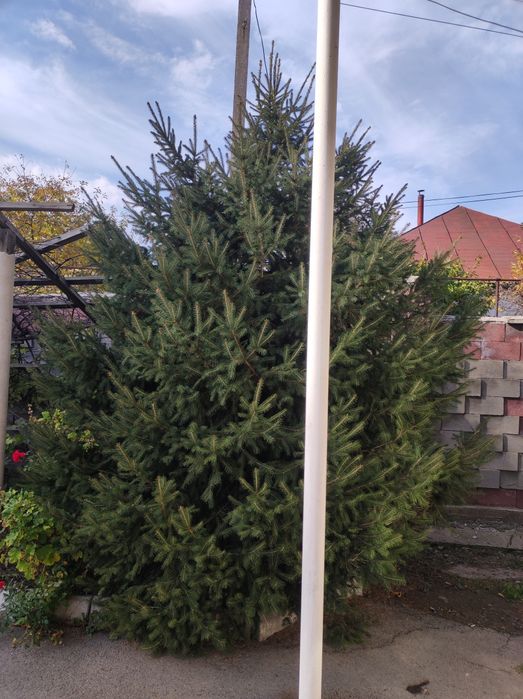 Продам  ёлку есть торг