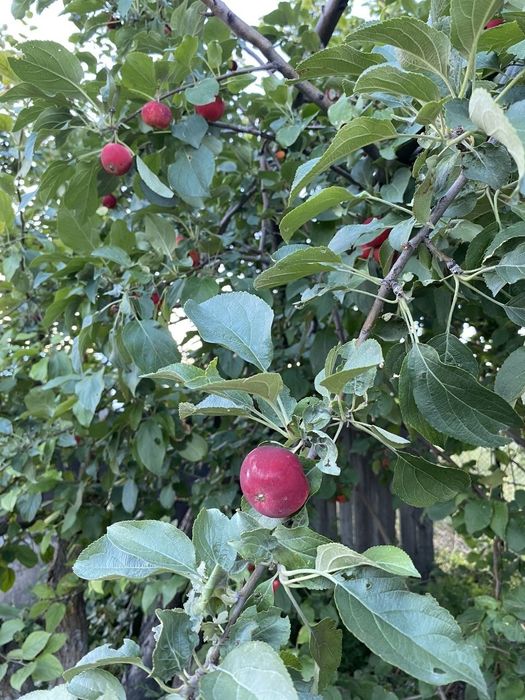 Продам дачу в экологически чистом районе