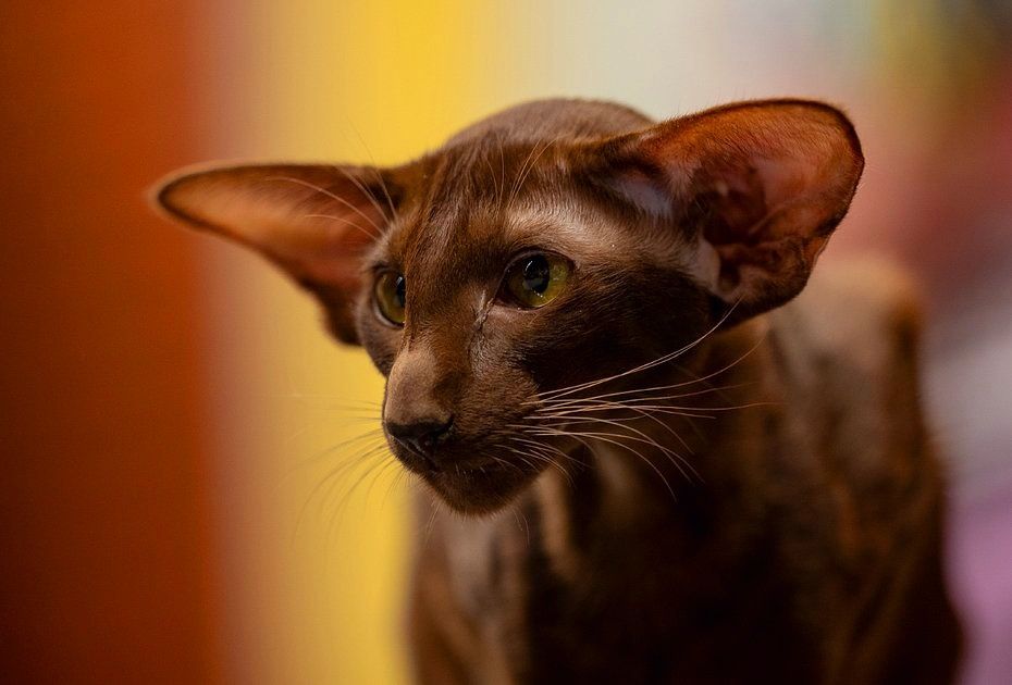 Ориентальные котята  с родословной