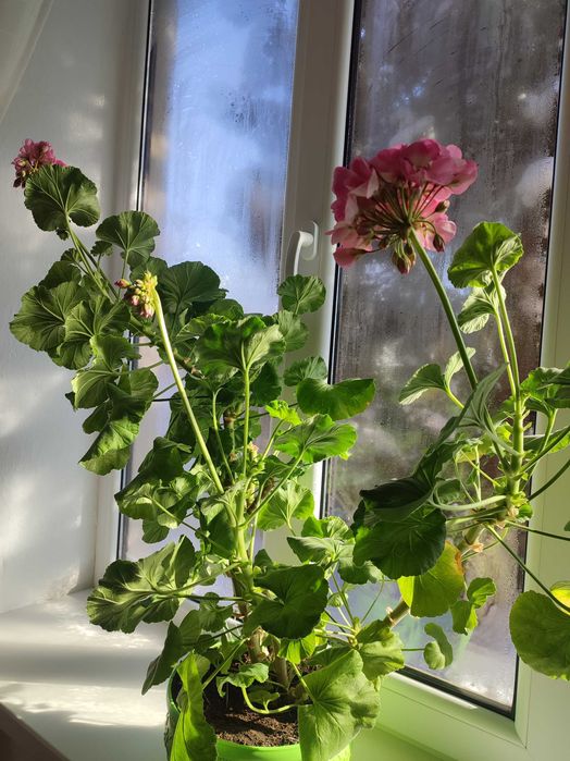 Комнатные  цветы