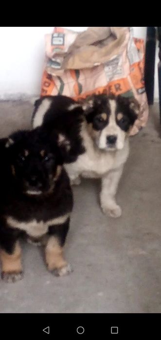 Продам щенков Тобета