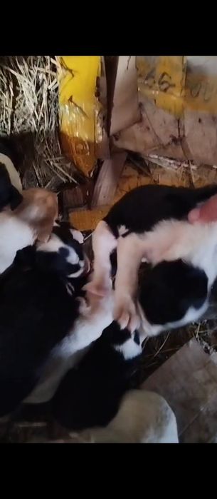 Таза тазы щенок сатылады