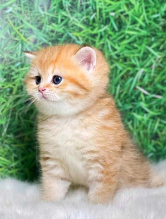 Британские чистокровные золотая шиншилла