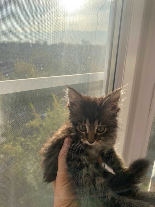 Ищет теплый дом маленький котенок мальчик!!!