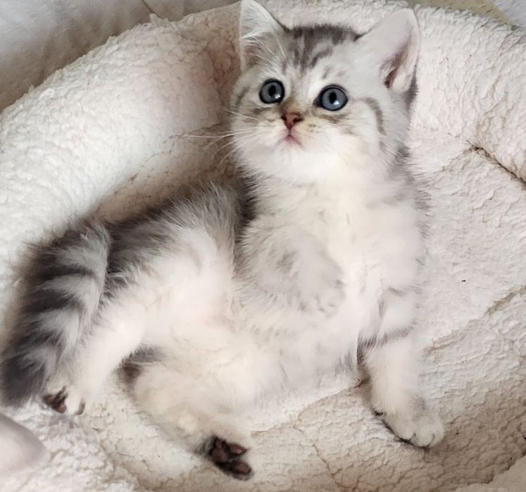 British shorthair