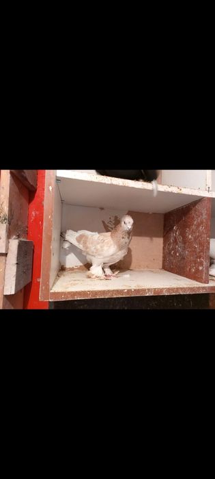 Продам бойных голубей