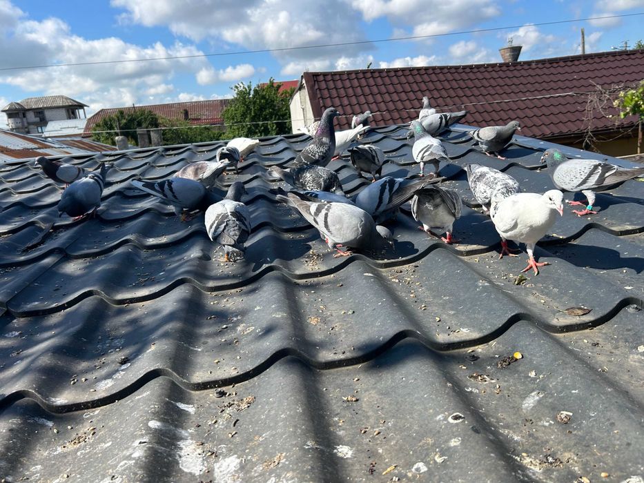 Porumbei  Voiajori  inclusiv   pui vand pe   toti 30   bucati