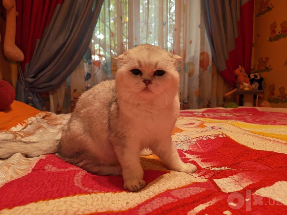 Вязка Кот на вязку